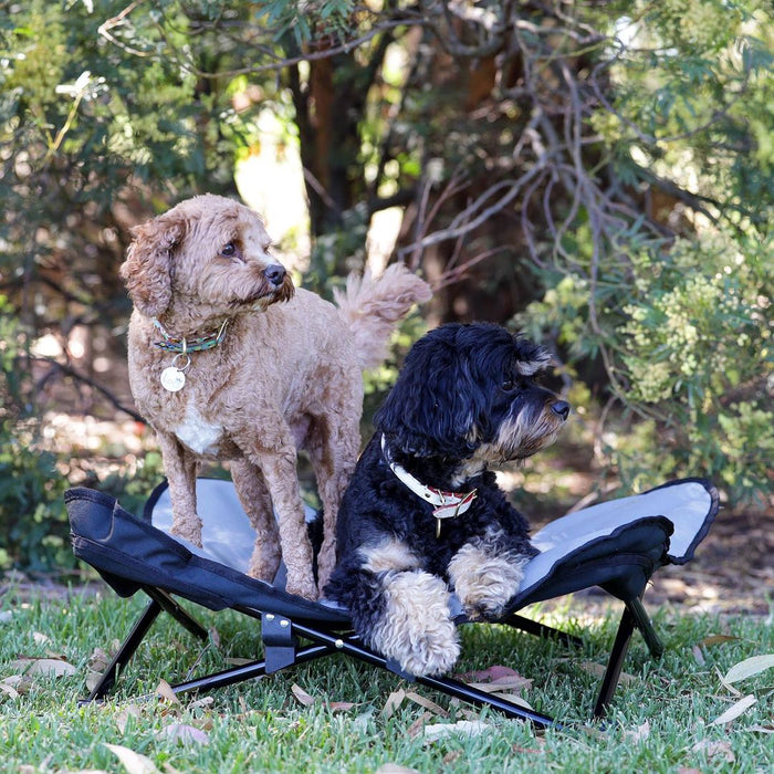 Butterfly Portable Folding Outdoor Pet Chair - Blue Charlie's Pet Products