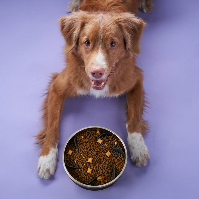 Duro Double Wall Stainless Steel Dog Bowl with Removable Slow Feeder Attachment Black Charlie's Pet