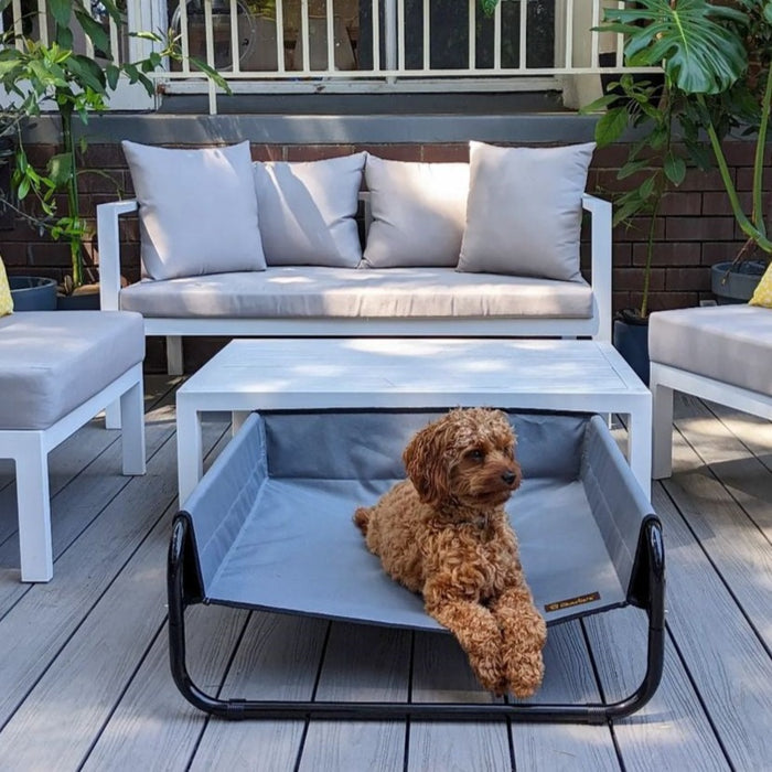 cavoodle in High Walled Outdoor Trampoline dog Bed Cot - Grey Charlie's Pet Products