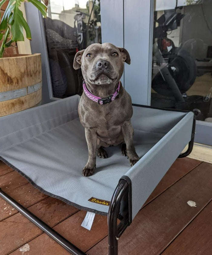 High Walled Outdoor Trampoline Pet Bed Cot - Grey Charlie's Pet Products