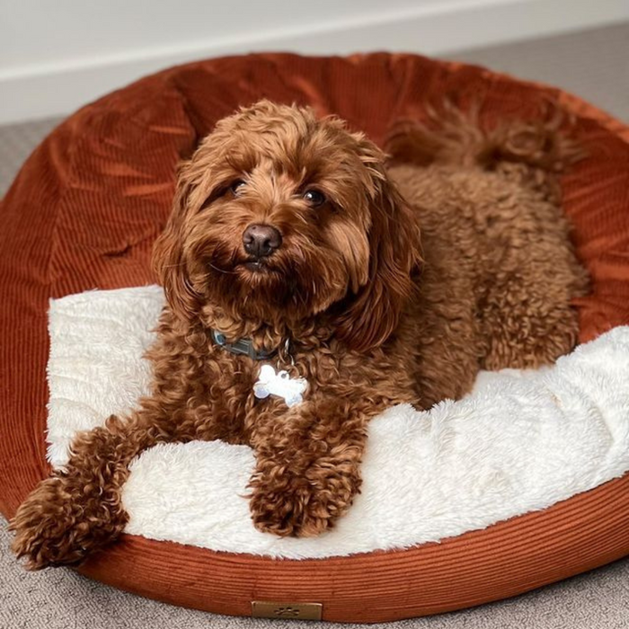 Snookie Hooded Pet Bed in Corduroy - Terracotta Charlie's Pet Products