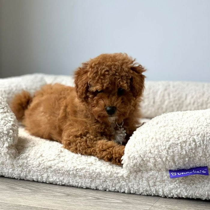 Teddy Fleece Memory Foam Sofa Pet Bed with Bolster - Cream Charlie's Pet Products