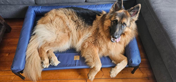 Trampoline Bolster Sofa Pet Bed Blue Charlie's Pet Products