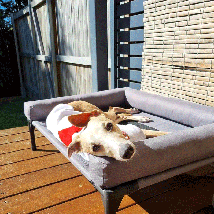 Trampoline Bolster Sofa Pet Bed Grey